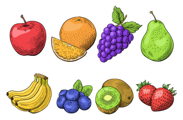 ilustrações de stock, clip art, desenhos animados e ícones de fruit line drawing illustration, hand drawn sketch, vector on white background, fruit illustration. line drawing and painting. - food and drink fruit cartoon illustration and painting