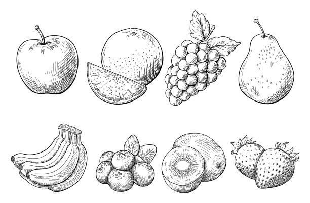 ilustrações, clipart, desenhos animados e ícones de ilustração de desenho de linha de frutas, esboço desenhado à mão, vetor em fundo branco, ilustração de frutas. desenho de linha. - kiwi