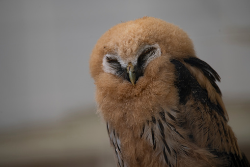 The beautiful and unusual Mottled Owl
