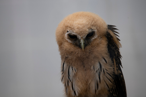 A Tawny Owl perching on a tree trunk in woodland scenic