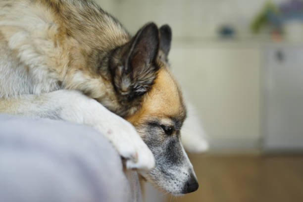 istock beautiful domestic dog lying on the sofa, resting after a walk 1409672656