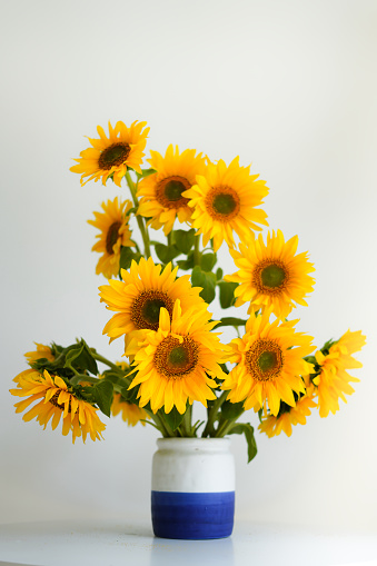 A huge bouquet of yellow flowers in a vase. Patriotic flowers, a vase with a blue stripe on a table with a bouquet of fresh sunflowers on a white background