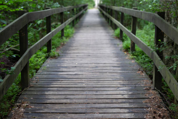 istock Wooden bridge, Trees, National Park, Path 1409673118