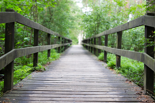 A walking/running path leads to a wood bridge that a red winged black bird is flying over.