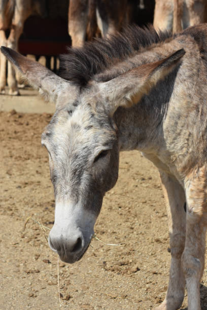 istock Wild Burro with Very Long Ears Eating Hay 1409673326