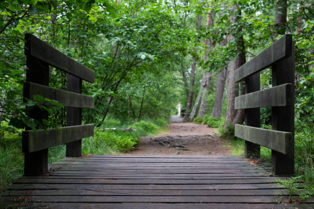 istock Wooden bridge, Trees, National Park, Path 1409674864