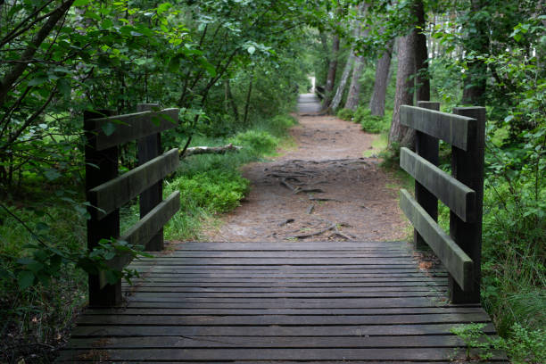 istock Wooden bridge, Trees, National Park, Path 1409674982