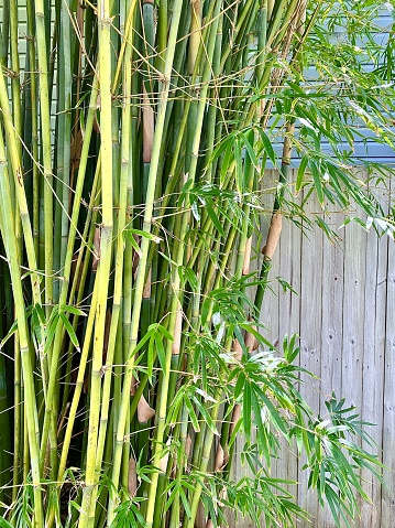 Vertical of green bamboo plant growing tall against wood boundary fence in back yard country home