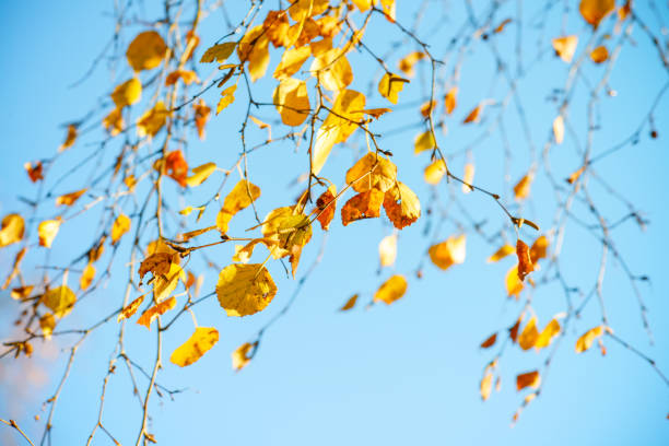istock autumn leaves against the sky 1409676049