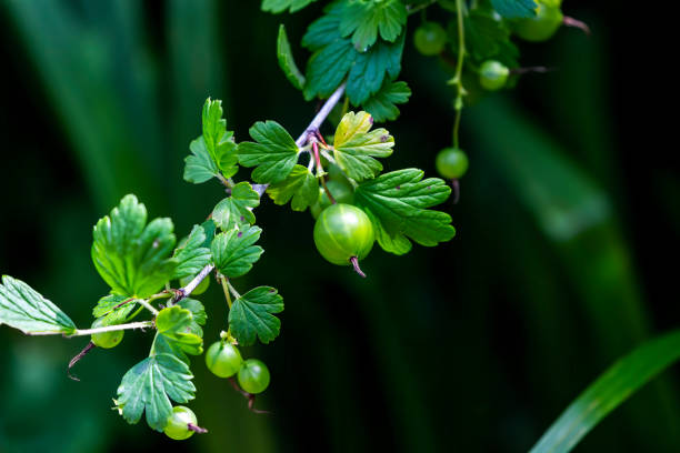 Ribes uva-crispa, Wild Gooseberry known as gooseberry or European gooseberry, is a species of flowering shrub in the currant family, Grossulariaceae. It is native to Europe, the Caucasus and Africa.