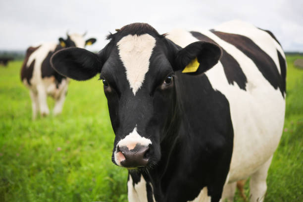 istock Black and white cow graze on a green meadow with lush grass. 1409676773