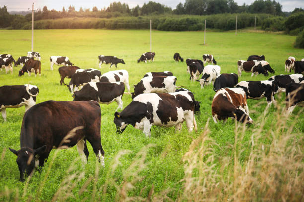 istock Black and white cow in the meadow, against a blue sky. 1409676779