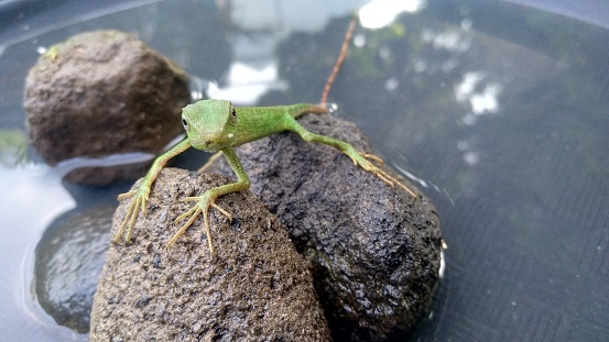 Close up photo of green tree lizard standing on a rock above a small pond