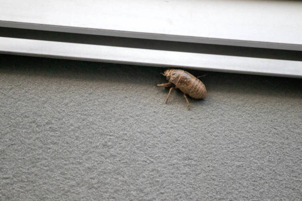 istock Cicada larvae climbing the outer wall of the building 1409678627