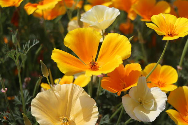 夏の背景。エシュショルツィア・カリフォルニカまたはカリフォルニアのケシの花、パパベラ科の開花植物 - poppy field flower california golden poppy ストックフォトと画像