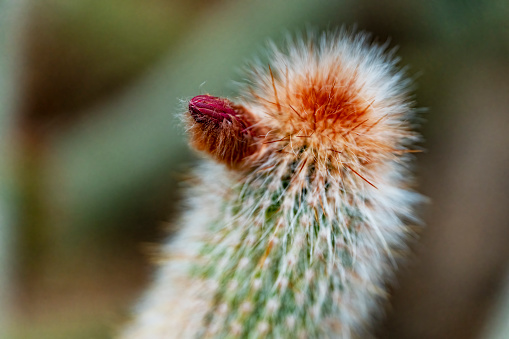 Red Torch Cactus close up; Botanical Garden, Phoenix, AZ
