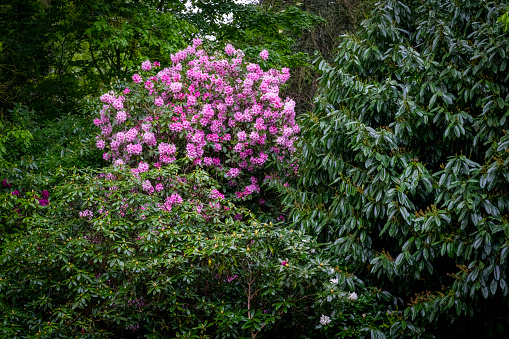 Rhododendron bushes in flower for use as a background or plant identifier.