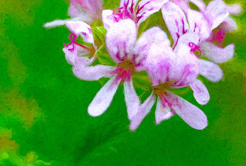 Geranium flowers in close up for use as a background or plant identifier. Heavily post processed to give a painterly effect.