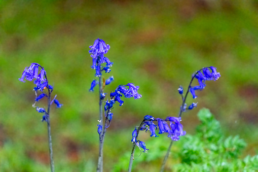 Bluebell flowers macro close up for use as a background or plant identifier.