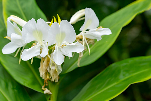 white scented flowers of Jasminum grandiflorum plant