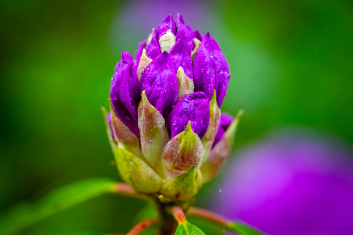 closeup violet prairie bell flower in a prairie