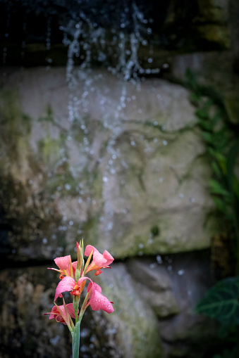 Gladioli in front of a waterfall.