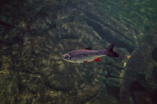 Freshwater roach fish swims underwater. Roach - a species of ray-finned fish from the carp family (Cyprinidae).