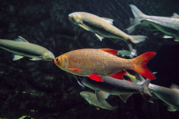 Rudd fish swims underwater. Rudds - species of freshwater fish of the carp family. Rudd fish swims underwater. Rudds - species of freshwater fish of the carp family. common rudd photos stock pictures, royalty-free photos & images