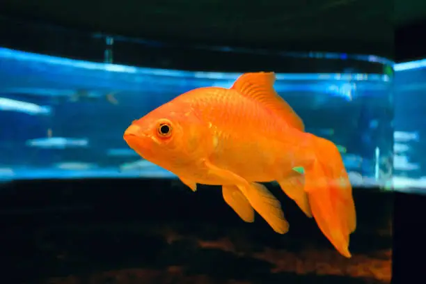 Goldfish veiltail alone in a big aquarium (Carassius auratus)