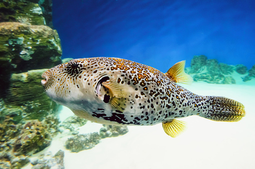 School of curious tropical puffer fish swimming along sand covered ocean floor