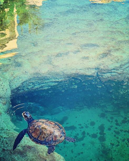 istock Photo of a Turtle in Dubai 1409682496