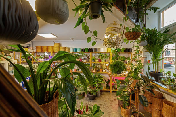 istock An Image of a Flower Shop with exotic potted plants. 1409682549