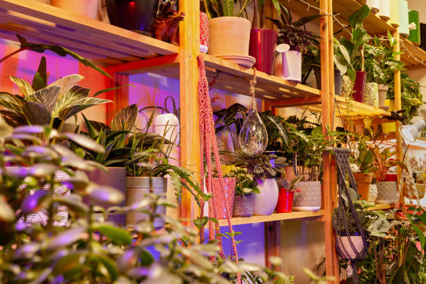 istock An Image of a Flower Shop with exotic potted plants. 1409683026