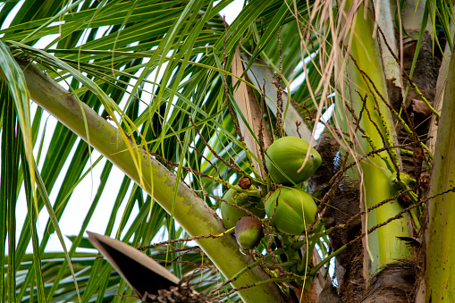 Photo of a coconut palm tree.