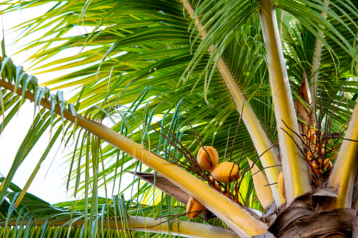 Photo of a coconut palm tree.