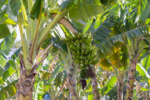 Bunch of green bananas on a farm in the Campinas region in the interior of São Paulo, Brazil