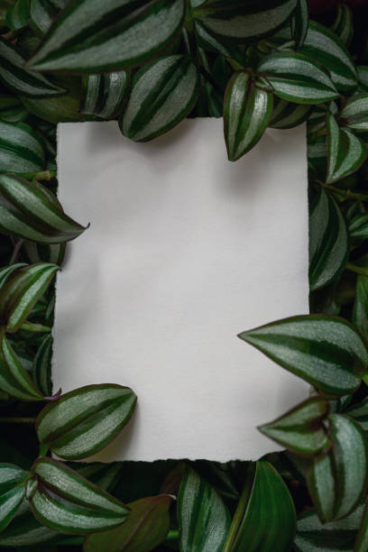 istock Creative layout with Tradescantia zebrina plant and white paper card note. Flat lay. 1409684476