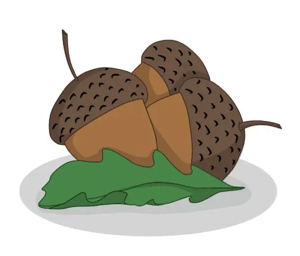 Vector illustration of vector image, cartoon three acorns series of images