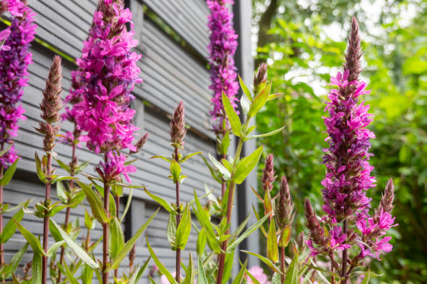 Summer Flowering Purple Loosestrife in the garden Summer Flowering Purple Loosestrife in the garden lythrum salicaria purple loosestrife stock pictures, royalty-free photos & images