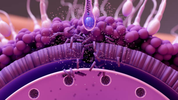 Travel of the embryo to newborn, 
Fertilization, Embryo Development, the blastocyst implantation and Fetal Development. Travel of the embryo to newborn, 
Fertilization, Embryo Development, the blastocyst implantation and Fetal Development. human blastocyst stock pictures, royalty-free photos & images