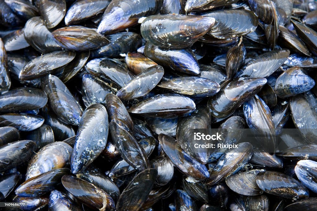 Mussel shell background A background of fresh mussels for sale at a fish market Mussel Stock Photo