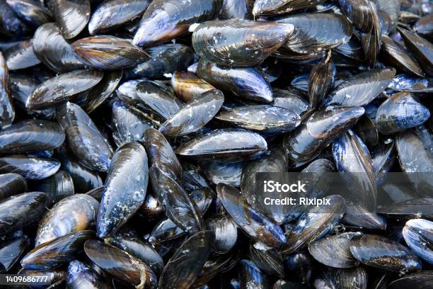 Mussel Shell Background Stock Photo - Download Image Now - Mussel, Animal Shell, Tasting