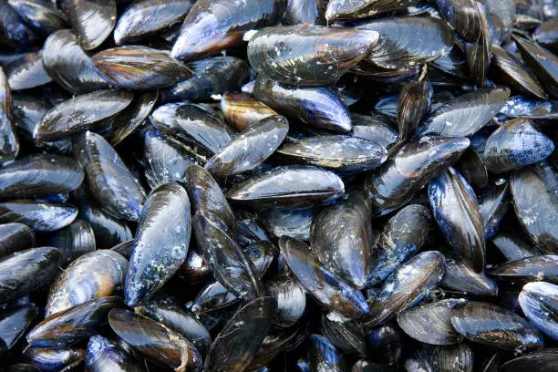 A background of fresh mussels for sale at a fish market