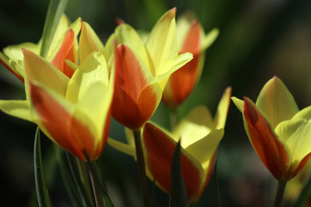 チューリップベッドで咲くチューリップ - spring border ストックフォトと画像