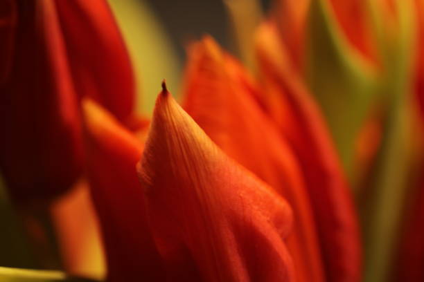 tulipes en fleurs dans un lit de tulipes - spring border photos et images de collection