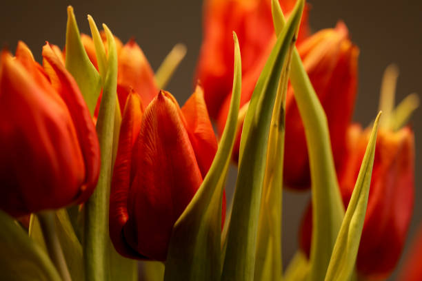 tulipes en fleurs dans un lit de tulipes - spring border photos et images de collection