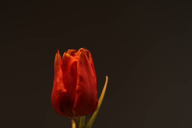 Blooming tulips in a tulip bed