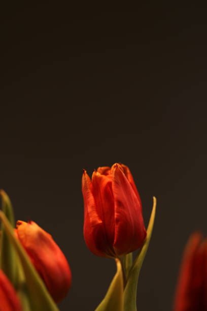 tulipes en fleurs dans un lit de tulipes - spring border photos et images de collection