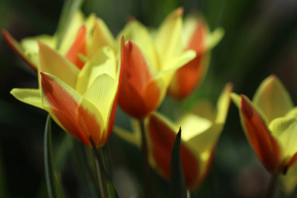 kwitnące tulipany w tulipanowym łóżku - spring border zdjęcia i obrazy z banku zdjęć