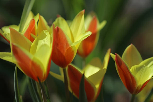 kwitnące tulipany w tulipanowym łóżku - spring border zdjęcia i obrazy z banku zdjęć